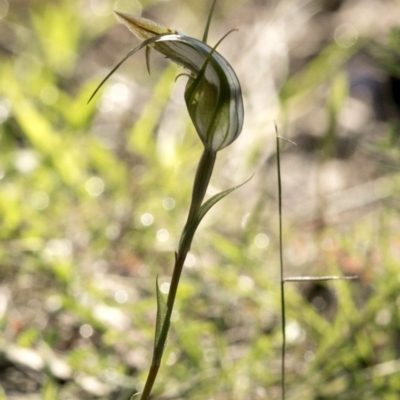 Diplodium ampliatum (Large Autumn Greenhood) at Uriarra Village, ACT - 11 Mar 2020 by JudithRoach