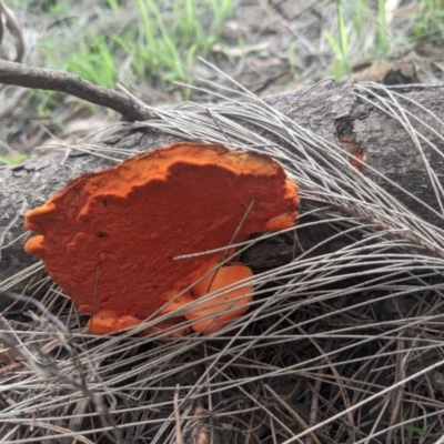 Trametes coccinea (Scarlet Bracket) at Colo Vale - 10 Mar 2020 by Margot