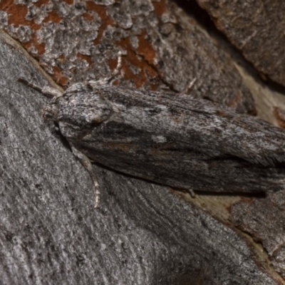 Agriophara platyscia (A Flat-bodied moth (Depressidae) at Hackett, ACT - 15 Apr 2018 by GlennCocking