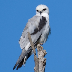 Elanus axillaris (Black-shouldered Kite) at Coombs, ACT - 11 Mar 2020 by Marthijn