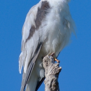 Elanus axillaris at Molonglo River Reserve - 11 Mar 2020