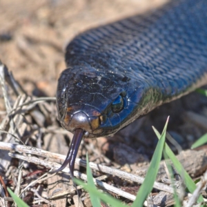 Pseudechis porphyriacus at Molonglo River Reserve - 11 Mar 2020