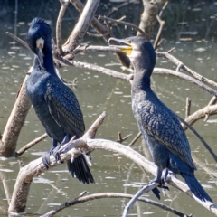 Phalacrocorax carbo (Great Cormorant) at Molonglo River Reserve - 10 Mar 2020 by Marthijn