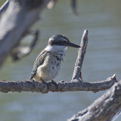 Todiramphus sanctus (Sacred Kingfisher) at Molonglo Valley, ACT - 11 Mar 2020 by Marthijn