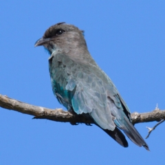 Eurystomus orientalis (Dollarbird) at Molonglo River Reserve - 10 Mar 2020 by Marthijn