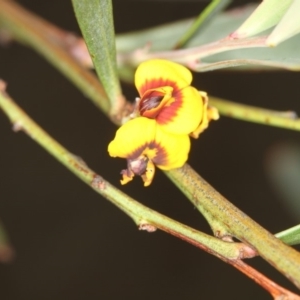 Daviesia mimosoides at Bruce, ACT - 16 Jan 2012 12:21 PM