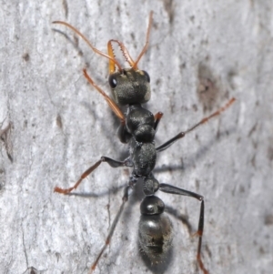 Myrmecia sp., pilosula-group at Majura, ACT - 9 Mar 2020 12:21 PM