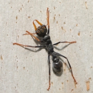 Myrmecia sp., pilosula-group at Majura, ACT - 9 Mar 2020 12:21 PM