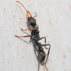 Myrmecia sp., pilosula-group at Majura, ACT - 9 Mar 2020 12:21 PM