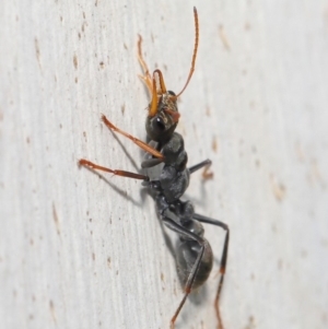 Myrmecia sp., pilosula-group at Majura, ACT - 9 Mar 2020