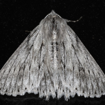 Cyneoterpna wilsoni (Cyneoterpna wilsoni) at Ainslie, ACT - 1 Mar 2020 by jb2602