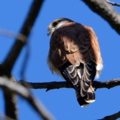 Falco cenchroides at Molonglo River Reserve - 11 Mar 2020