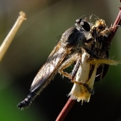 Cerdistus sp. (genus) (Yellow Slender Robber Fly) at Dunlop, ACT - 10 Mar 2020 by Kurt