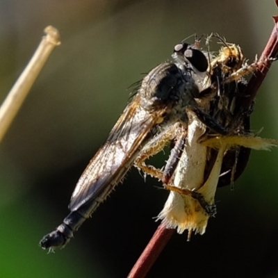 Cerdistus sp. (genus) (Slender Robber Fly) at Dunlop, ACT - 11 Mar 2020 by Kurt