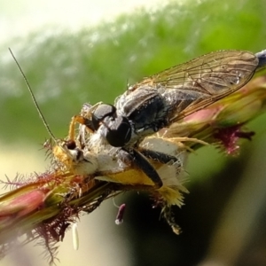 Cerdistus sp. (genus) at Molonglo River Reserve - 11 Mar 2020