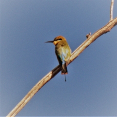 Merops ornatus (Rainbow Bee-eater) at Red Hill, ACT - 11 Mar 2020 by TomT