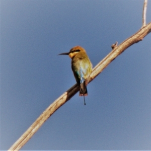 Merops ornatus at Red Hill, ACT - 11 Mar 2020 09:15 AM