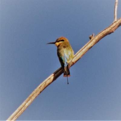 Merops ornatus (Rainbow Bee-eater) at Red Hill, ACT - 10 Mar 2020 by TomT