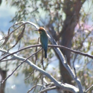 Merops ornatus at Red Hill, ACT - 11 Mar 2020