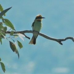 Merops ornatus at Red Hill, ACT - 11 Mar 2020 09:15 AM