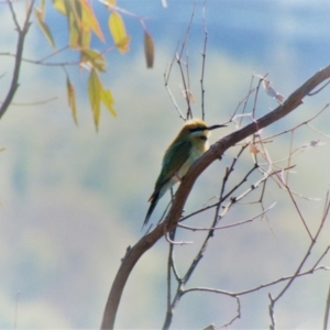 Merops ornatus at Red Hill, ACT - 11 Mar 2020 09:15 AM