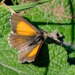 Lucia limbaria (Chequered Copper) at Molonglo River Reserve - 10 Mar 2020 by Kurt