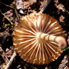 Unidentified Fungus at Dunlop, ACT - 11 Mar 2020 by Kurt
