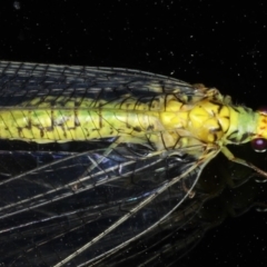 Italochrysa insignis (A Green Lacewing) at Ainslie, ACT - 1 Mar 2020 by jb2602