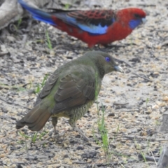 Ptilonorhynchus violaceus (Satin Bowerbird) at Burradoo, NSW - 10 Mar 2020 by GlossyGal