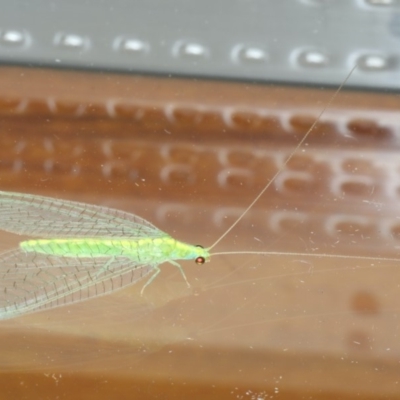 Mallada traviatus (Goldeneye Lacewing) at Ainslie, ACT - 1 Mar 2020 by jb2602