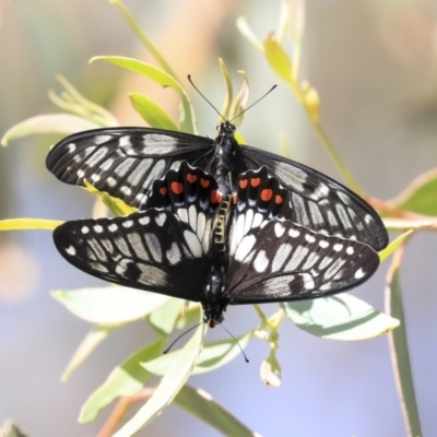 Papilio anactus (Dainty Swallowtail) at The Pinnacle - 10 Mar 2020 by AlisonMilton