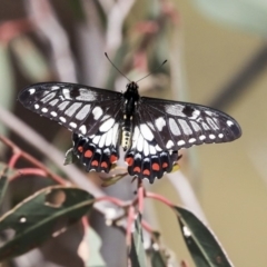 Papilio anactus at Dunlop, ACT - 10 Mar 2020