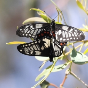 Papilio anactus at Dunlop, ACT - 10 Mar 2020