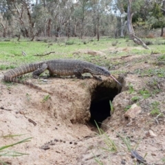 Varanus rosenbergi (Heath or Rosenberg's Monitor) at Pialligo, ACT - 11 Mar 2020 by theaoloughlin