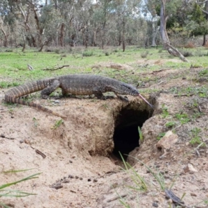 Varanus rosenbergi at Pialligo, ACT - 11 Mar 2020