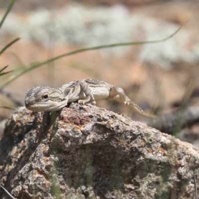 Pogona barbata (Eastern Bearded Dragon) at The Pinnacle - 10 Mar 2020 by AlisonMilton