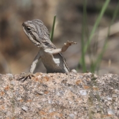 Pogona barbata at Dunlop, ACT - 10 Mar 2020