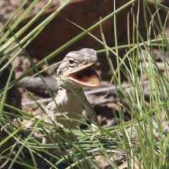 Pogona barbata at Dunlop, ACT - 10 Mar 2020