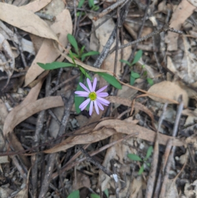 Brachyscome sp. (Cut-leaf Daisy) at Woodlands - 10 Mar 2020 by Margot