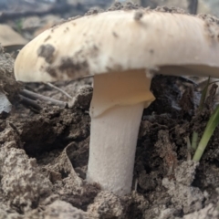 Unidentified Fungus at Woodlands, NSW - 10 Mar 2020 by Margot