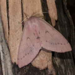 Arhodia lasiocamparia (Pink Arhodia) at Hackett, ACT - 15 Apr 2018 by GlennCocking