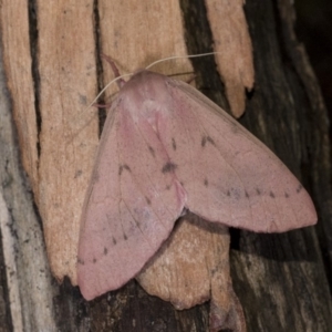 Arhodia lasiocamparia at Hackett, ACT - 15 Apr 2018 12:00 AM