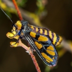 Amata (genus) (Handmaiden Moth) at Bruce, ACT - 16 Jan 2012 by Bron