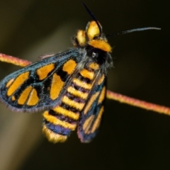 Amata (genus) at Bruce, ACT - 16 Jan 2012 12:26 PM