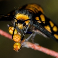 Amata (genus) at Bruce, ACT - 16 Jan 2012