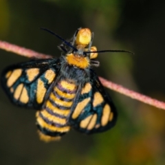 Amata (genus) at Bruce, ACT - 16 Jan 2012