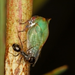 Sextius virescens (Acacia horned treehopper) at Bruce, ACT - 16 Jan 2012 by Bron