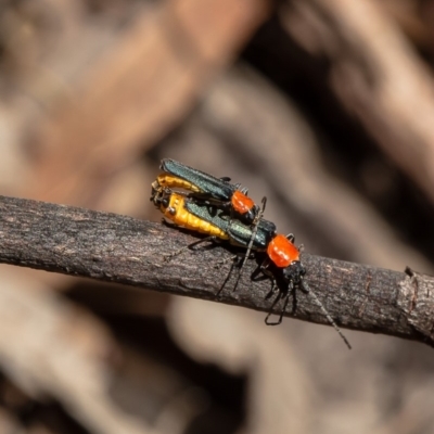 Chauliognathus tricolor (Tricolor soldier beetle) at Umbagong District Park - 11 Mar 2020 by Roger