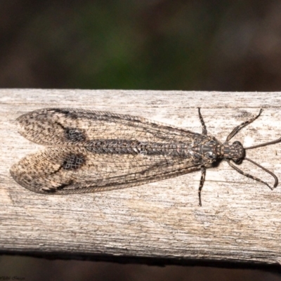 Glenoleon meteoricus (Patch-wing Glenoleon) at Umbagong District Park - 11 Mar 2020 by Roger