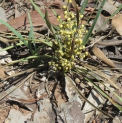 Lomandra filiformis subsp. coriacea (Wattle Matrush) at Weetangera, ACT - 10 Mar 2020 by sangio7